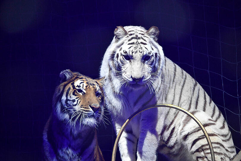 Auch eine Tiger-Show gibt es auf der Theresienwiese