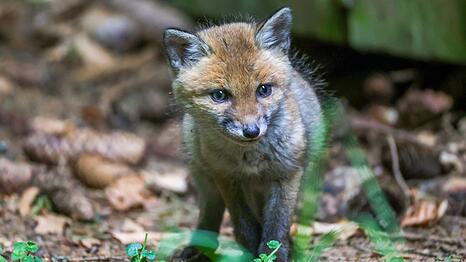 Die Feuerwehr entdeckte vier Fuchsjunge. (Symbolbild)