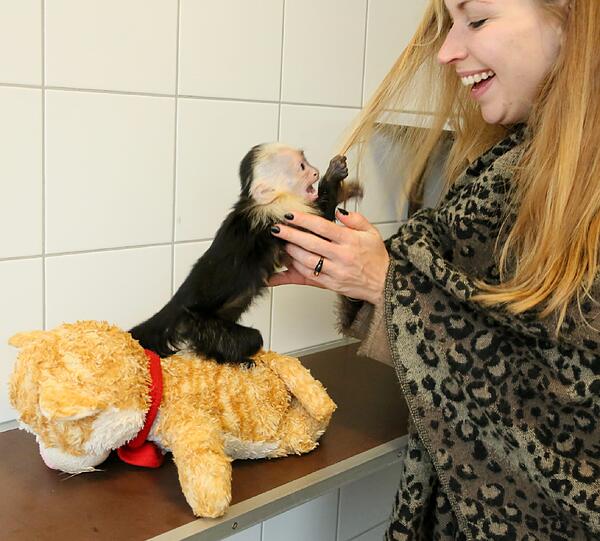 Biebers Affe ist 14 Wochen alt, unglaublich putzig - und derzeit unter Quarantäne. Der Sänger selbst hat sich bislang noch nicht beim Tierheim gemeldet. Wir haben die Gelegenheit genutzt und ein paar Fotos geschossen - zum Durchklicken!