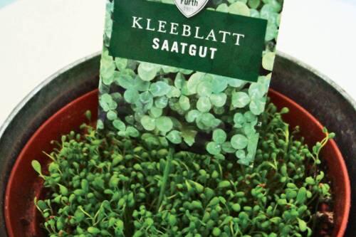 Dichtes Gebüsch, aber an Höhe hat das Kleeblättchen nach der 0:3-Pleite in Koblenz nicht gewonnen.
