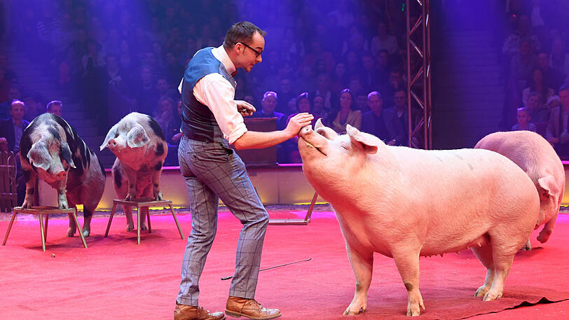Lars Hölscher mit seiner Schweine-Revue.