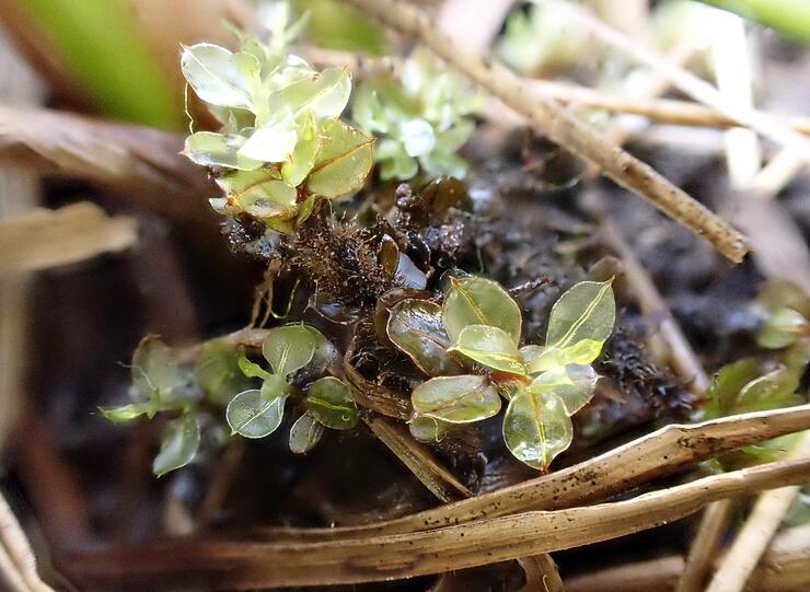 Cinclidium stygium: Ein seltenes und stark gefährdetes Moos wächst am Funtenseeufer.