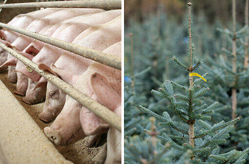 Kann ein benachbarter Schweinemastbetrieb Christbäume beim Wachsen beeinträchtigen? Darum geht es jetzt beim Verwaltungsgericht in München.