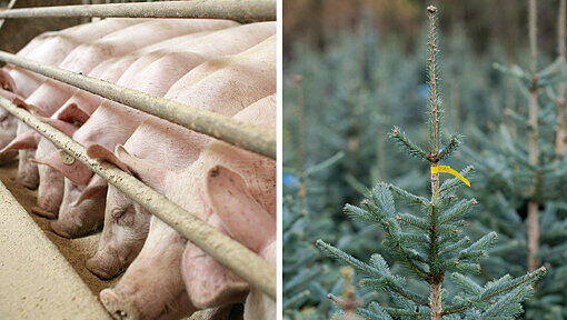 Kann ein benachbarter Schweinemastbetrieb Christbäume beim Wachsen beeinträchtigen? Darum geht es jetzt beim Verwaltungsgericht in München. Kann ein benachbarter Schweinemastbetrieb Christbäume beim Wachsen beeinträchtigen? Darum geht es jetzt beim Verwaltungsgericht in München.