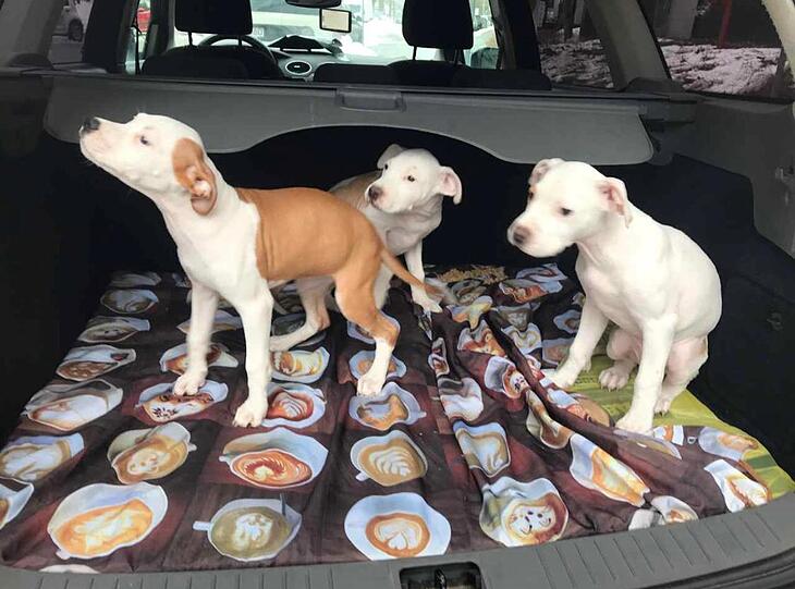 Im Kofferraum wurden die drei Hunde transportiert.