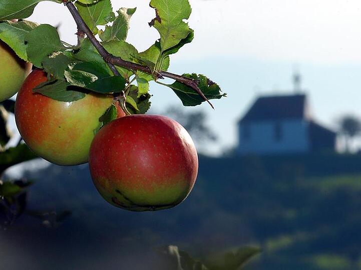 Äpfel hängen vor Beginn der Obsternte an einem Ast.