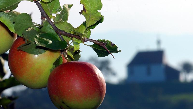 Äpfel hängen vor Beginn der Obsternte an einem Ast. Äpfel hängen vor Beginn der Obsternte an einem Ast.