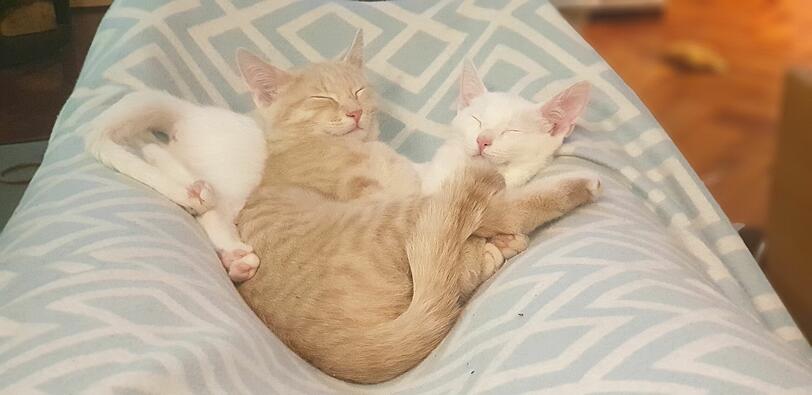 Nika (weiß) & Milo (rot)