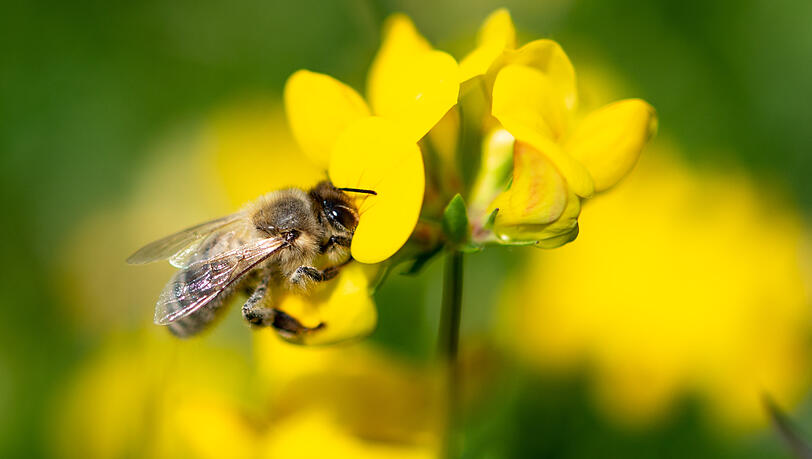 Insekten, darunter auch die beliebte Biene, werden auf Deutschlands Wiesen immer seltener. Die Lage ist dramatisch. Insekten, darunter auch die beliebte Biene, werden auf Deutschlands Wiesen immer seltener. Die Lage ist dramatisch.