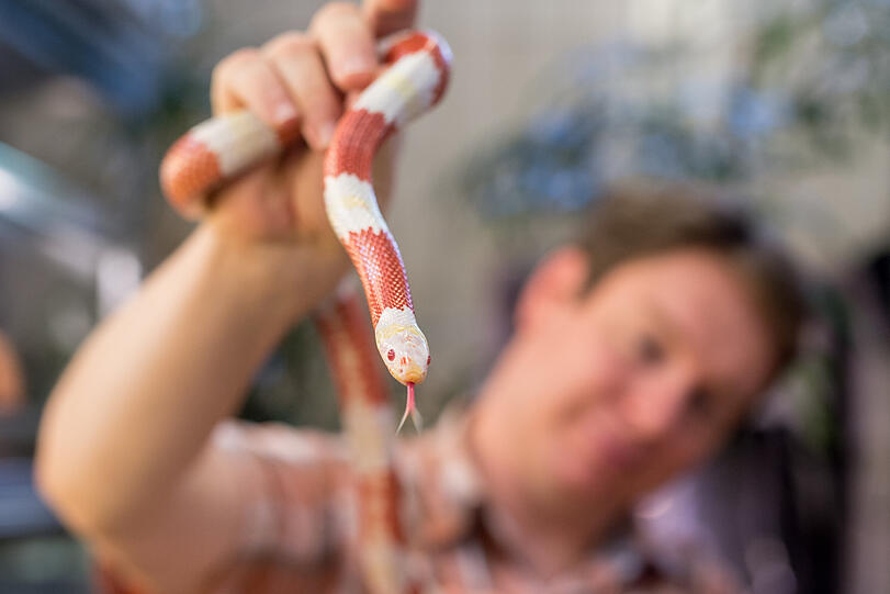Eine Albino-Königsnatter in der Reptilienauffangstation. Die Schlangen kommen hauptsächlich in den USA und Mexiko vor.