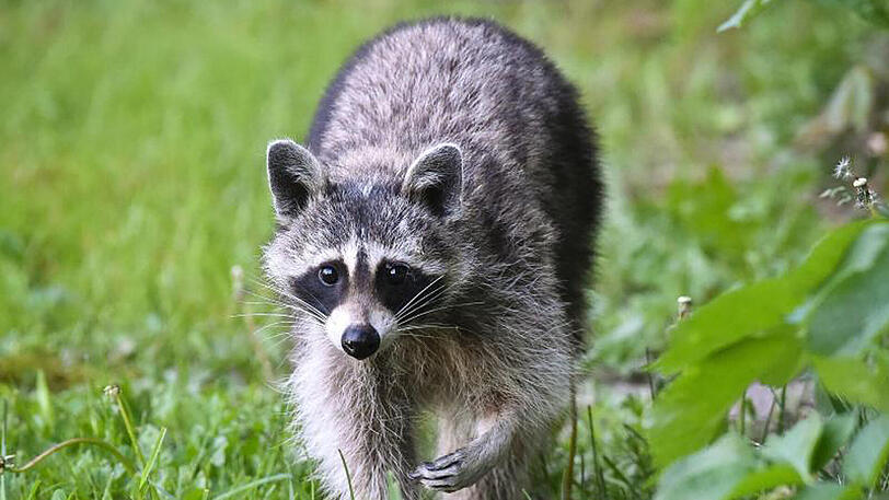 Wie viele Waschbären, Minks und Marderhunde genau in Deutschland leben, ist unbekannt.