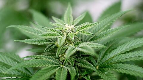 Das umstrittene Cannabisgesetz kann wie geplant in Kraft treten. Seine Umsetzung wird noch Jahre dauern.