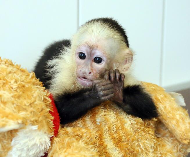 Im Moment ohne "Herrchen": Kapuzineräffchen Mally.