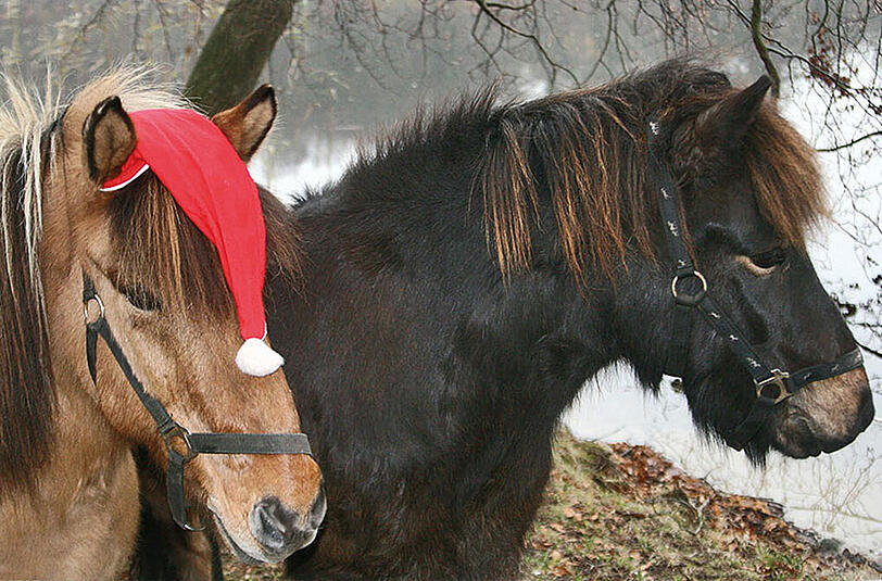 Ein Spaß für die Kleinen: Ponyreiten gibt&rsquo;s auch am See.