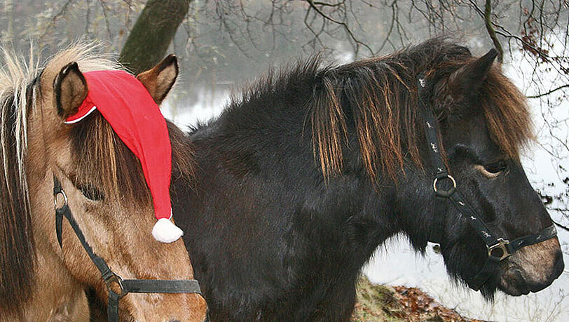 Ein Spaß für die Kleinen: Ponyreiten gibt’s auch am See. Ein Spaß für die Kleinen: Ponyreiten gibt’s auch am See.