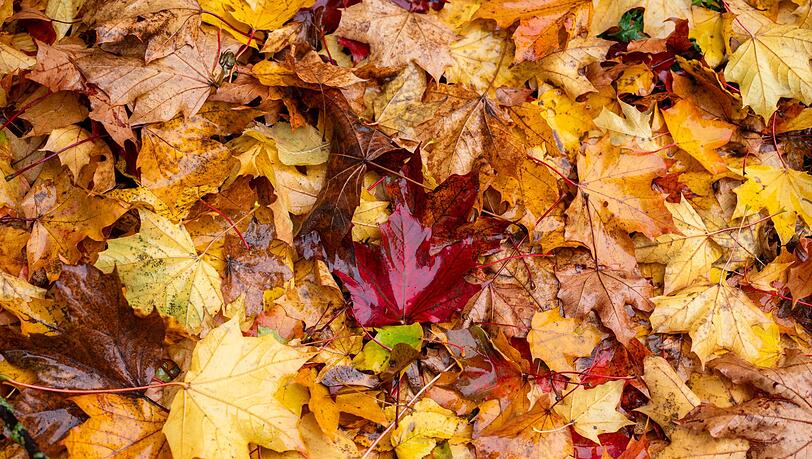 Das Wetter in Bayern zeigt sich weiter herbstlich. (Archivbild) Das Wetter in Bayern zeigt sich weiter herbstlich. (Archivbild)
