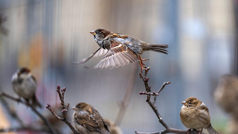 Ein Spatz setzt zum Flug an. Oft ist dieses sch&ouml;ne Spektakel in M&uuml;nchen allerdings nicht mehr zu sehen. Die Population der Haussperlinge schrumpft dramatisch.