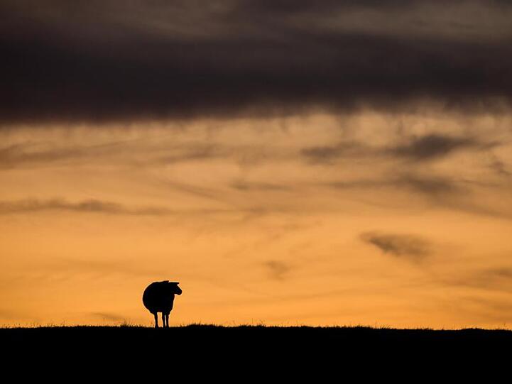 Ein Schaf steht bei Sonnenuntergang auf einer Wiese. Foto: Daniel Bockwoldt