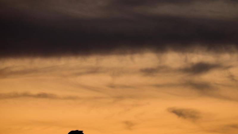 Ein Schaf steht bei Sonnenuntergang auf einer Wiese. Foto: Daniel Bockwoldt Ein Schaf steht bei Sonnenuntergang auf einer Wiese. Foto: Daniel Bockwoldt