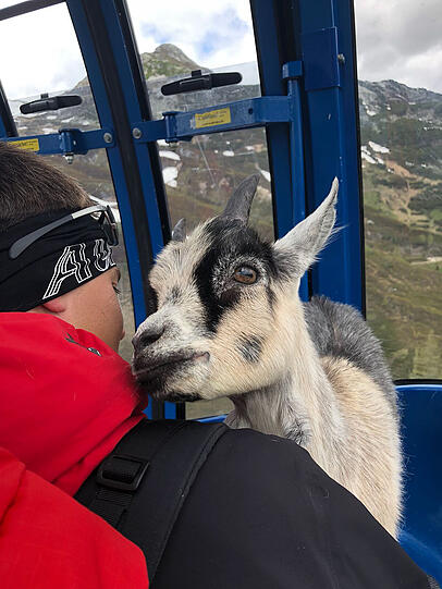Schlussendlich wurde das unverletzte Tier mittels Gondelbahn ins Tal gebracht.