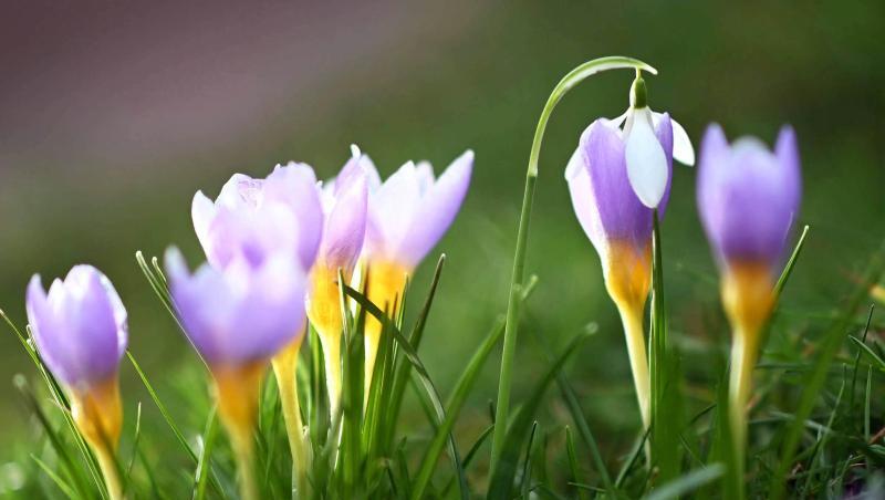 Bei Aussentemperaturen um die 12 Grad blühen im Botanischen Garten Karlsruhe Krokusse. Dazwischen steht ein Schneeglöckchen.