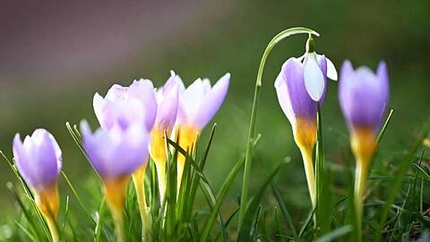 Bei Aussentemperaturen um die 12 Grad blühen im Botanischen Garten Karlsruhe Krokusse. Dazwischen steht ein Schneeglöckchen.