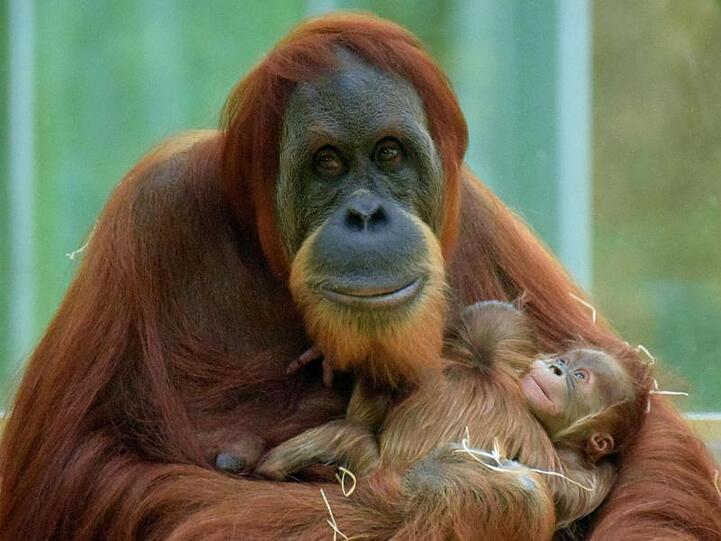 Das Orang-Utan-Weibchen Matra im Tierpark Hellabrunn mit zwei Jungen im Arm. Foto: Susanne Bihler/Tierpark Hellabrunn/dpa/Archivbild