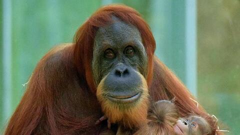 Das Orang-Utan-Weibchen Matra im Tierpark Hellabrunn mit zwei Jungen im Arm. Foto: Susanne Bihler/Tierpark Hellabrunn/dpa/Archivbild