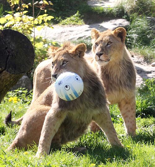Benny und Max - nach zwei 1860-Torjägern sind die zwei Löwenjungen in Hellabrunn vom Paten TSV benannt worden. Die AZ hat die Neu-Löwen im Zoo besucht. Die Fotos sehen Sie in der Bilderstrecke.