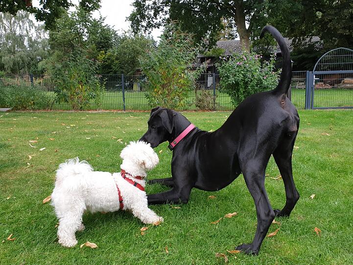 Hunde Puschi (Bichon Mix) und Mona (Rido)