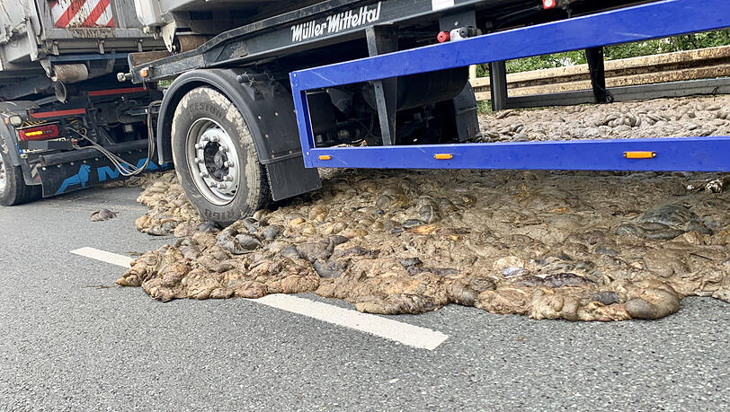 Die Tierkadaver landeten auf der Bundesstraße. Die Tierkadaver landeten auf der Bundesstraße.