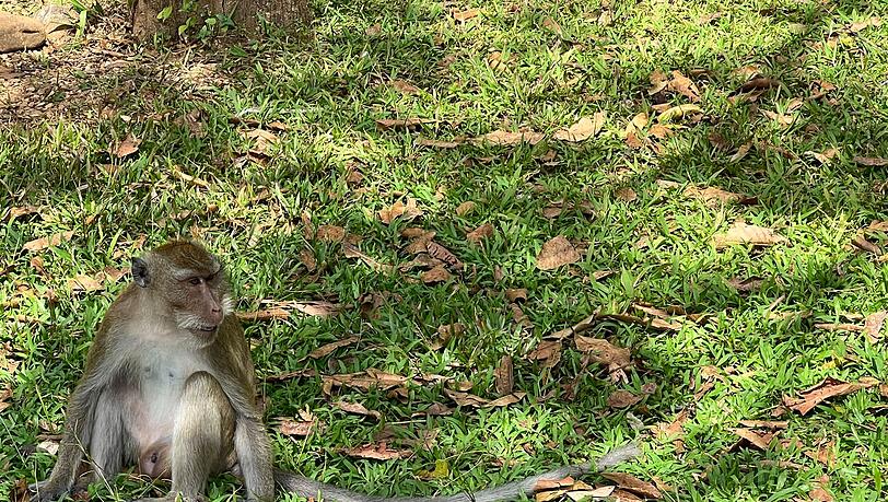 Thailändische Behörden haben Dutzende Affen befreit. (Archivbild) Thailändische Behörden haben Dutzende Affen befreit. (Archivbild)