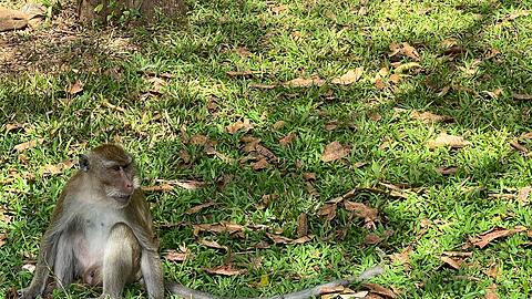 Thailändische Behörden haben Dutzende Affen befreit. (Archivbild)