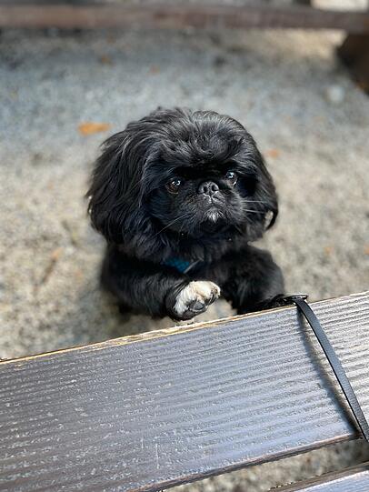 Winston