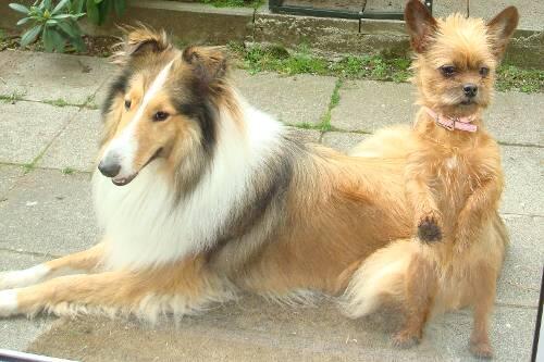 Sie überlebten den feigen Giftanschlag: Collie-Hündin Sheena und ihr Spielkamerad, der kleine Terrier Kiki (rechts).