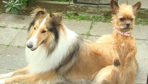 Sie überlebten den feigen Giftanschlag: Collie-Hündin Sheena und ihr Spielkamerad, der kleine Terrier Kiki (rechts). Sie überlebten den feigen Giftanschlag: Collie-Hündin Sheena und ihr Spielkamerad, der kleine Terrier Kiki (rechts).