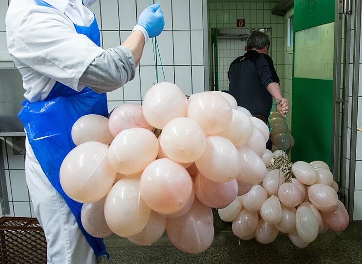 Zwei Metzger tragen in Elzach (Baden-Württemberg) in einer Metzgerei ein Bündel "Saublodere", eine mit Luft gefüllte Schweinsblase. Sie ist das bedeutendste Handwerkszeug der Elzacher "Schuttig". Diese Narrenfigur in der Fastnachtshochburg bei Freiburg gehört zu den ältesten und farbenprächtigsten Gestalten der schwäbisch-alemannischen Fasnacht.