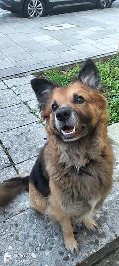 Wolf: Mein Hund ist der Beste, weil er international, von Anfang an anhänglich, spektakulär und einzigartig ist.