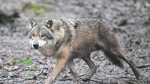 Es gibt wieder Wolfsnachwuchs in Baden-W&uuml;rttemberg. (Archivbild)