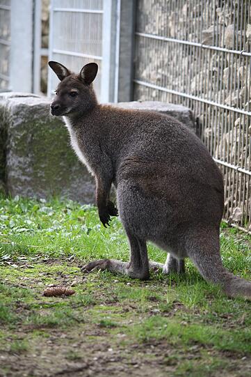 Wurde im Internet zum Kauf angeboten: Tierheim-Känguru "Jack".