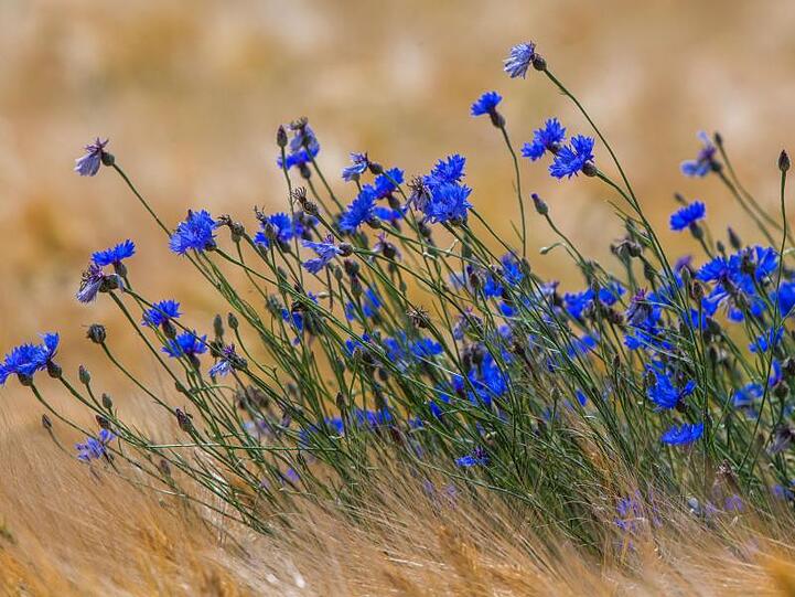 Blaue Kornblumen blühen auf einem Feld auf der Ostseeinsel Usedom in einem Getreideacker.