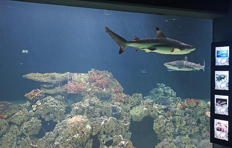 Die Haie Else und Kurt sind umgezogen und schwimmen jetzt in einer faszinierenden Unterwasserwelt im Tierpark Hellabrunn