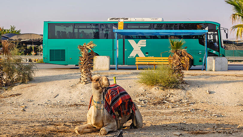 Haltegebot: Bus und Kamel machen beim Toten Meer eine Pause. Haltegebot: Bus und Kamel machen beim Toten Meer eine Pause.