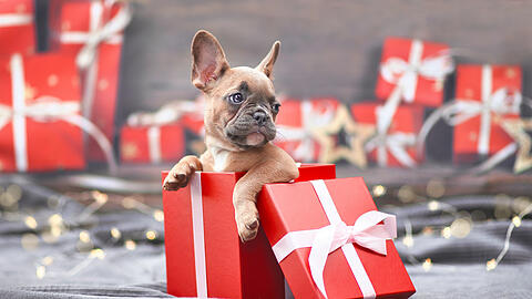 Tiere wie diese Französische Bulldogge sollten nicht unter dem Weihnachtsbaum landen. Und auch sonst zu keinem Anlass verschenkt werden.