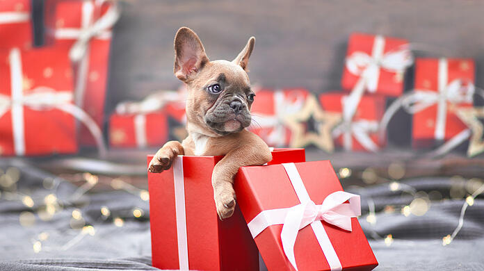 Tiere wie diese Französische Bulldogge sollten nicht unter dem Weihnachtsbaum landen. Und auch sonst zu keinem Anlass verschenkt werden.