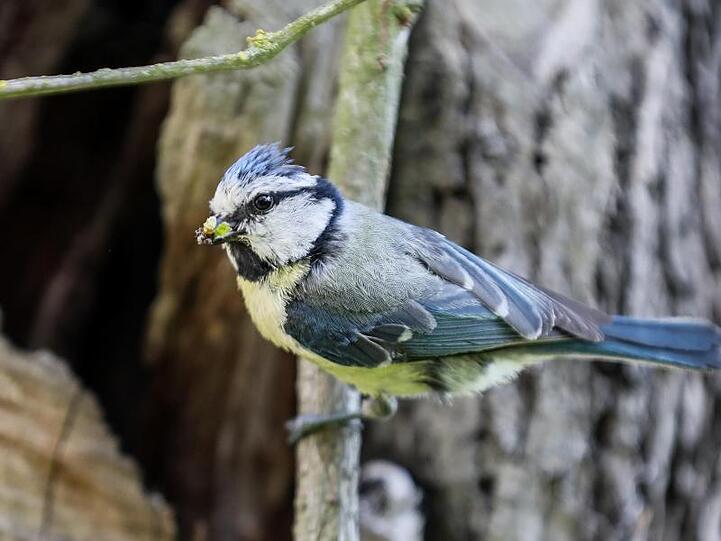 Eine Blaumeise sitzt mit Futter im Schnabel an einem Ast unweit ihres Nests. Foto: Jan Woitas/dpa-Zentralbild/ZB/Symbolbild