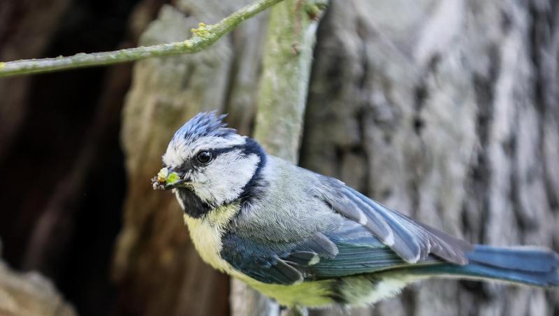 Eine Blaumeise sitzt mit Futter im Schnabel an einem Ast unweit ihres Nests. Foto: Jan Woitas/dpa-Zentralbild/ZB/Symbolbild Eine Blaumeise sitzt mit Futter im Schnabel an einem Ast unweit ihres Nests. Foto: Jan Woitas/dpa-Zentralbild/ZB/Symbolbild