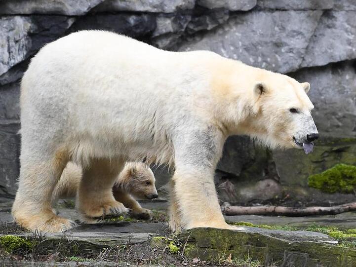 Erste Schritte ins Freie: Die kleine Eisbärin auf Erkundungstour mit ihrer Mutter Tonja.