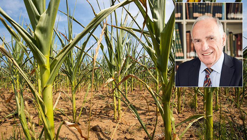 Durch die Dürre beschädigte Maispflanzen stehen auf einem Feld. Im kleinen Bild: Albert Göttle, Chef des Fischereiverbands. Durch die Dürre beschädigte Maispflanzen stehen auf einem Feld. Im kleinen Bild: Albert Göttle, Chef des Fischereiverbands.