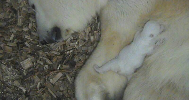 Fast drei Wochen ist das kleine Eisbären-Baby inzwischen alt.